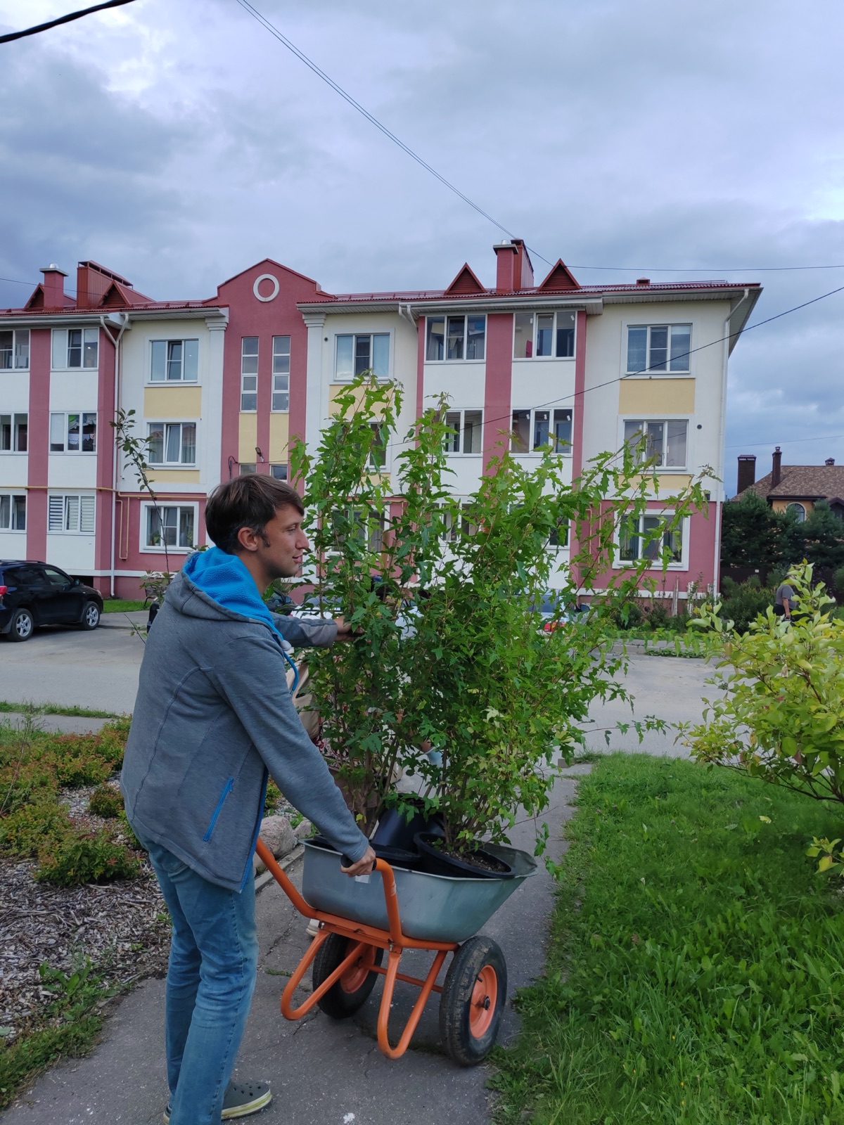 Посадка клёнов